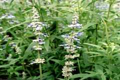 Salvia farinacea